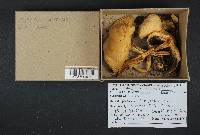 Agaricus arvensis image