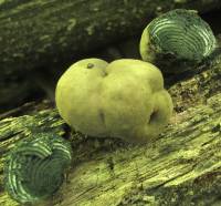 Daldinia concentrica image