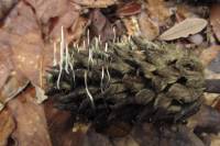 Xylaria magnoliae image