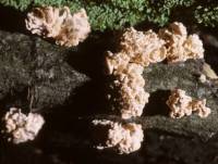 Xylaria cubensis image