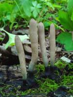 Xylaria longipes image