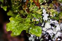 Image of Lobaria pulmonaria