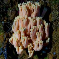 Ramaria formosa image