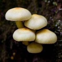 Hypholoma fasciculare image