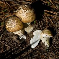 Agaricus augustus image