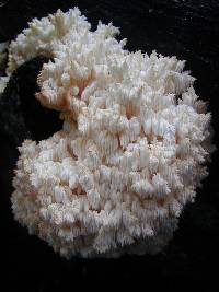 Hericium coralloides image