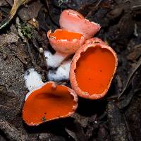 Image of Helvella coccinea