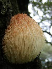 Hericium erinaceus image