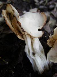 Helvella crispa image