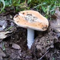 Amanita velosa image