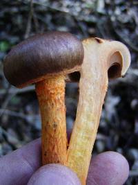 Chroogomphus vinicolor image