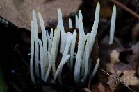 Clavaria fragilis image