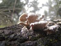 Schizophyllum commune image