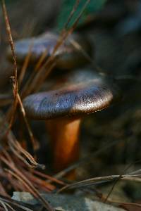 Chroogomphus vinicolor image