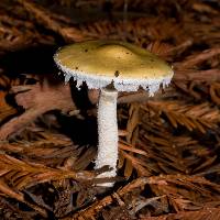 Stropharia ambigua image