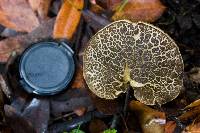 Boletus chrysenteron image