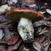 Leccinum manzanitae image