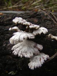 Schizophyllum commune image