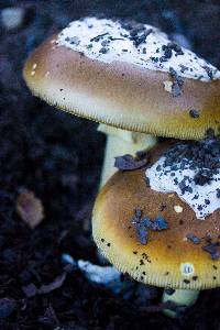 Amanita calyptroderma image