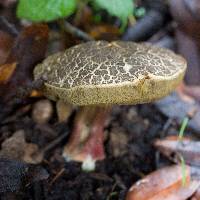 Boletus chrysenteron image