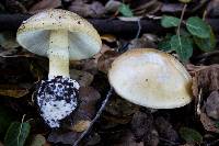 Amanita phalloides image