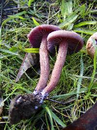 Laccaria amethysteo-occidentalis image