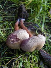 Laccaria amethysteo-occidentalis image