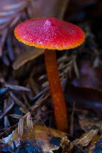 Hygrocybe coccinea image