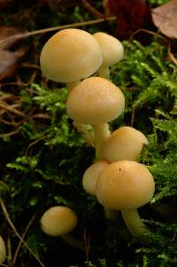 Hypholoma fasciculare image