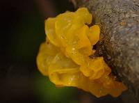 Tremella mesenterica image