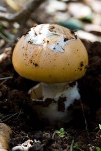 Amanita velosa image