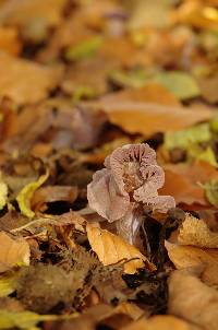 Laccaria amethystina image