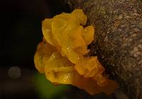 Tremella mesenterica image