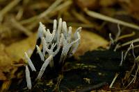 Xylaria hypoxylon image