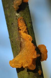 Tremella mesenterica image