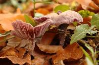 Laccaria amethystina image