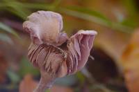 Laccaria amethystina image