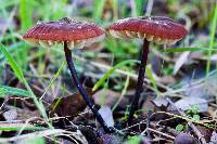 Image of Marasmius plicatulus