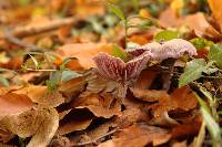 Laccaria amethystina image