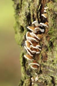 Image of Cantharellus crispus