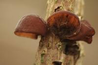 Auricularia auricula-judae image