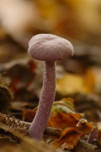 Laccaria amethystina image