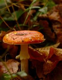 Amanita muscaria image