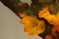 Tremella mesenterica image