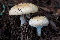 Agaricus augustus image