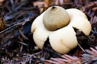 Geastrum saccatum image