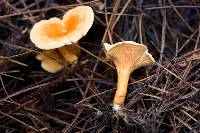 Hygrophoropsis aurantiaca image