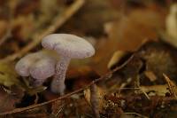 Laccaria amethystina image