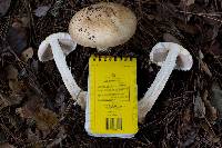 Agaricus augustus image