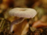 Laccaria amethystina image